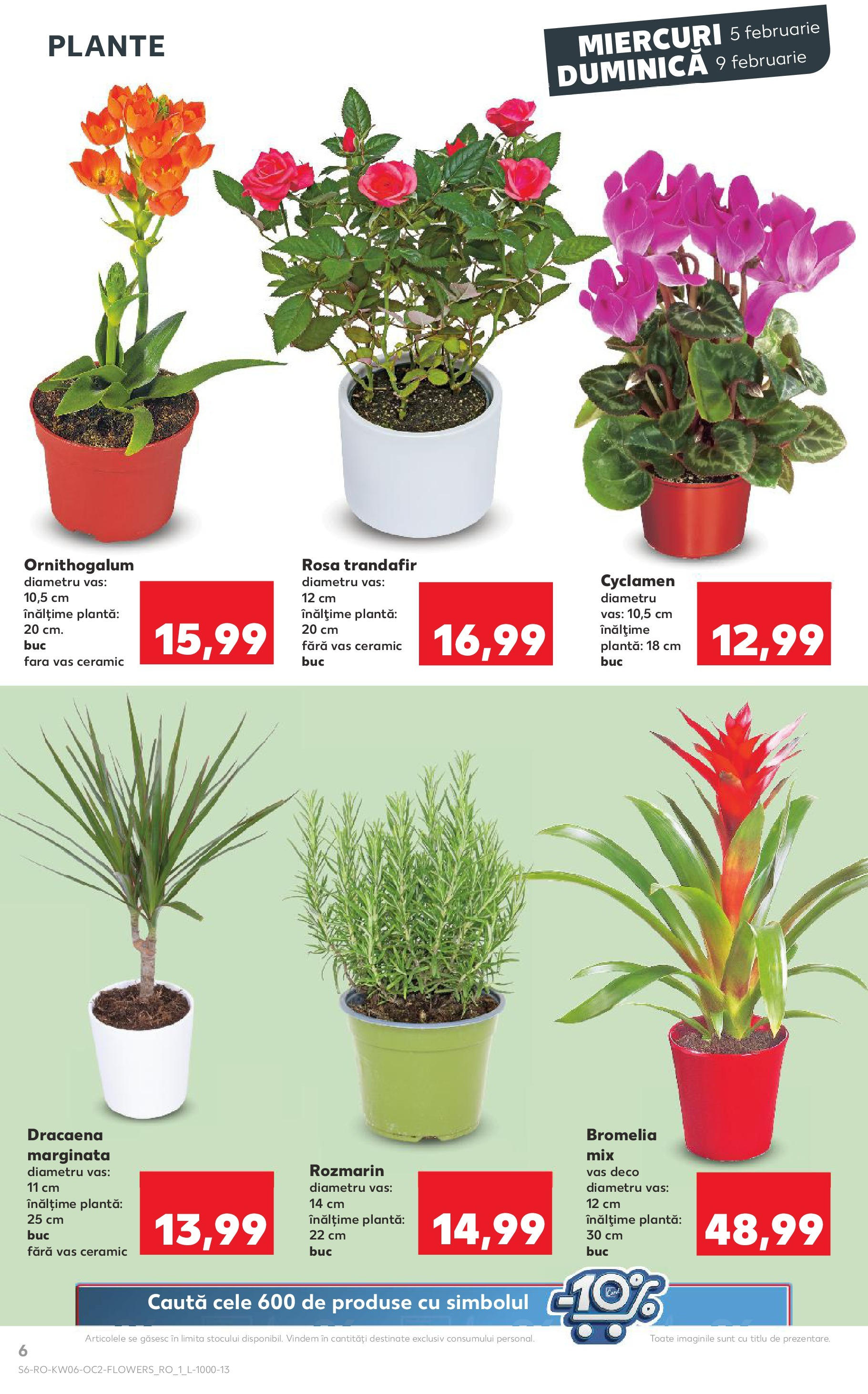 Catalog Kaufland 5 - 11 Februarie 2025 | Pagina 6 | Produse: Trandafir, Bromelia