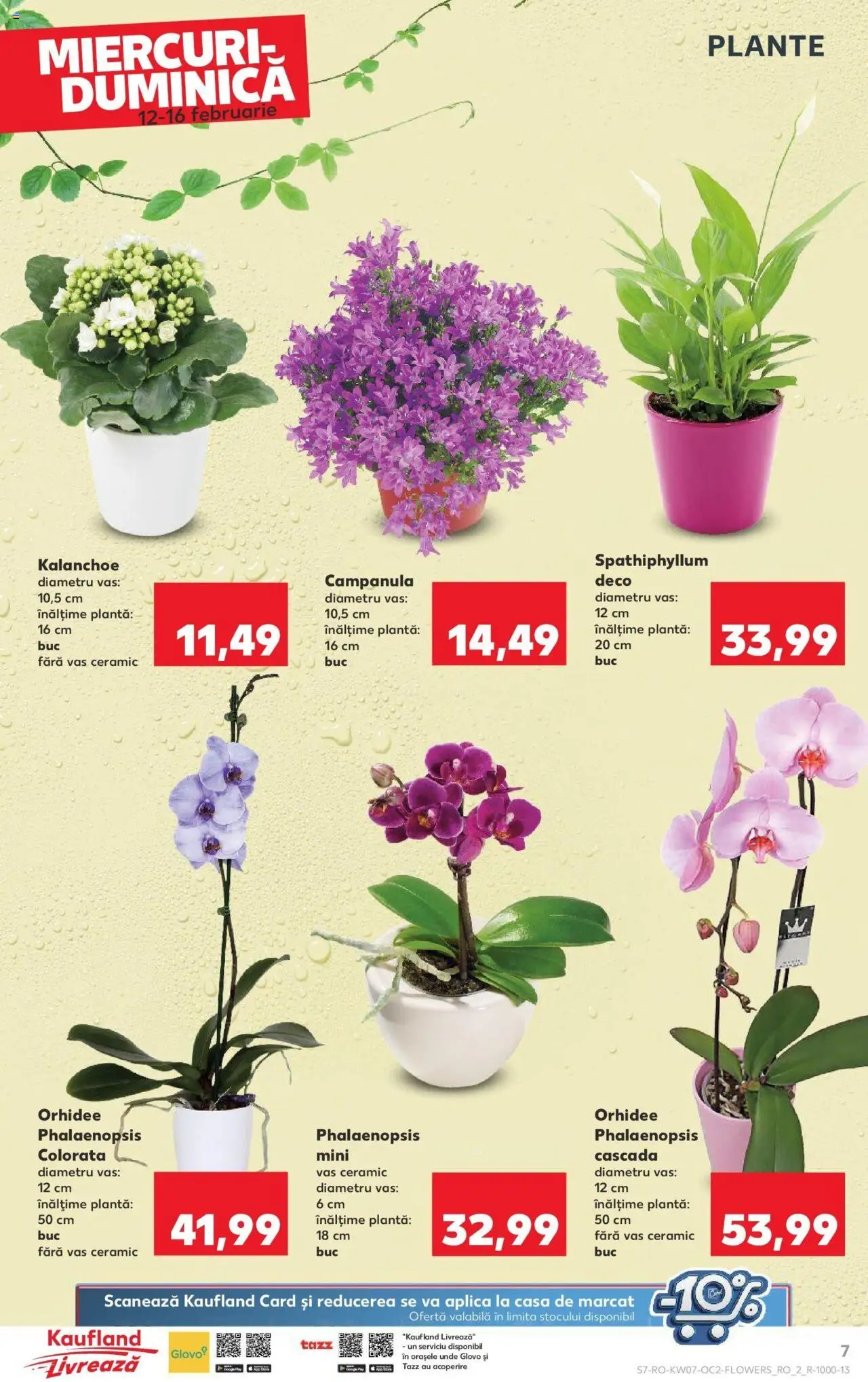 Catalog Kaufland 12 - 18 Februarie 2025 | Pagina 7 | Produse: Orhidee