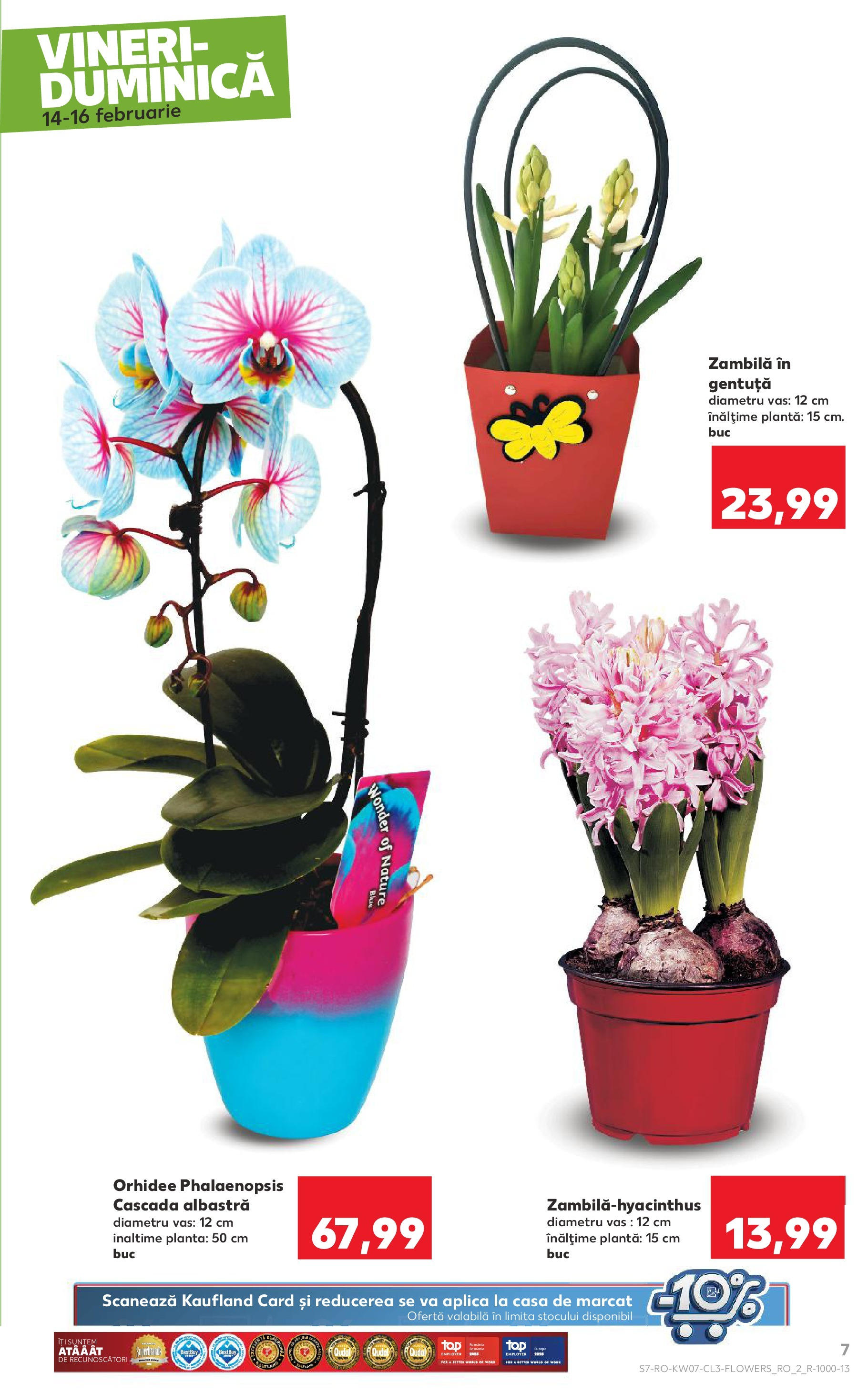 Catalog Kaufland 14 - 16 Februarie 2025 | Pagina 7 | Produse: Orhidee